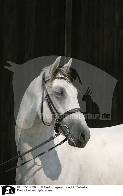 Portrait eines Lipizzaners / IP-00626