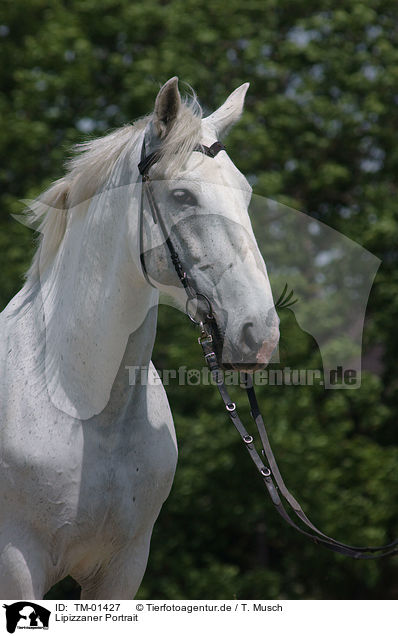 Lipizzaner Portrait / TM-01427