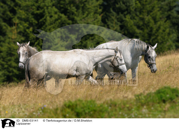Lipizzaner / horses / DMS-03141