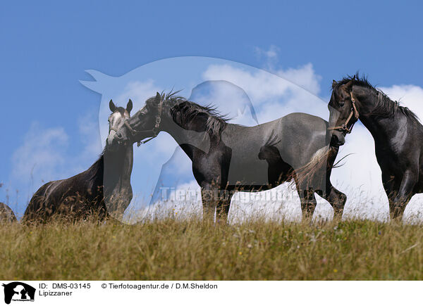 Lipizzaner / horses / DMS-03145
