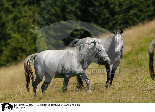 Lipizzaner / horses / DMS-03583