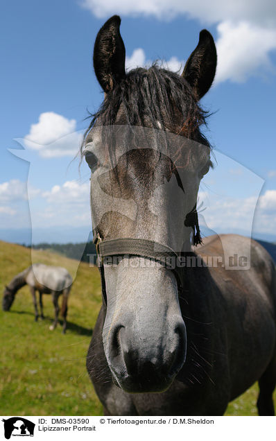Lipizzaner Portrait / horse portrait / DMS-03590