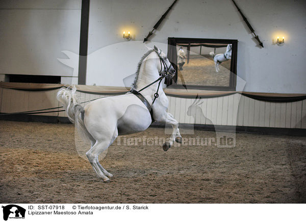 Lipizzaner Maestoso Amata / Lipizzaner Maestoso Amata / SST-07918