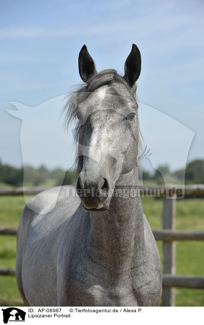 Lipizzaner Portrait / AP-08987