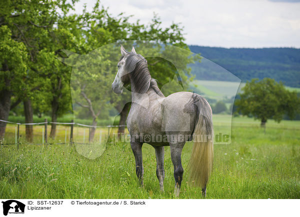 Lipizzaner / SST-12637