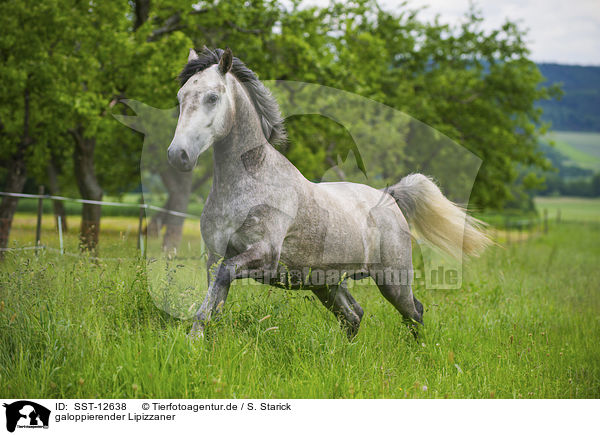 galoppierender Lipizzaner / SST-12638