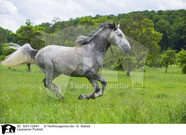 Lipizzaner Portrait / SST-12647