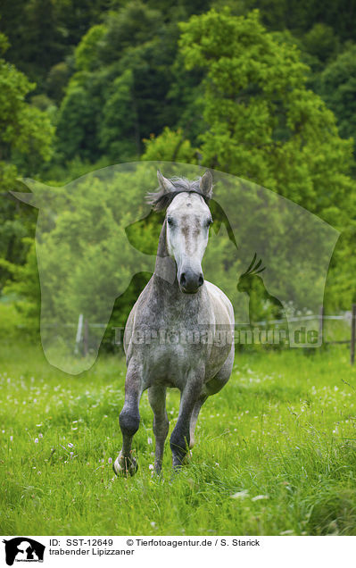 trabender Lipizzaner / SST-12649