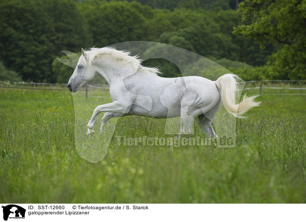 galoppierender Lipizzaner / SST-12660