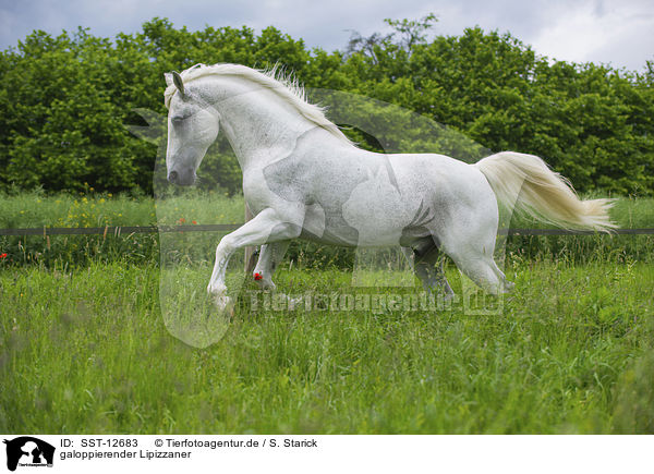 galoppierender Lipizzaner / galloping Lipizzaner / SST-12683