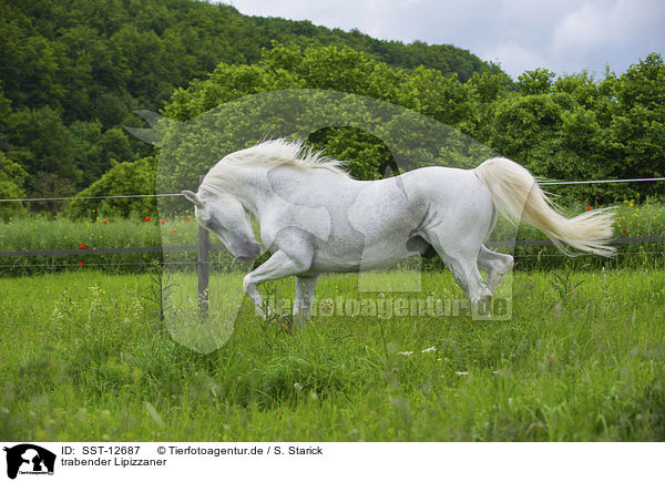 trabender Lipizzaner / trotting Lipizzaner / SST-12687