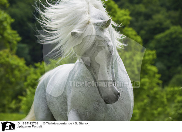 Lipizzaner Portrait / Lipizzaner Portrait / SST-12708