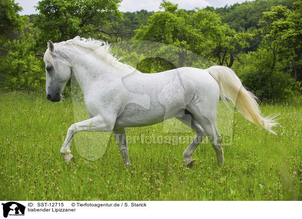 trabender Lipizzaner / SST-12715