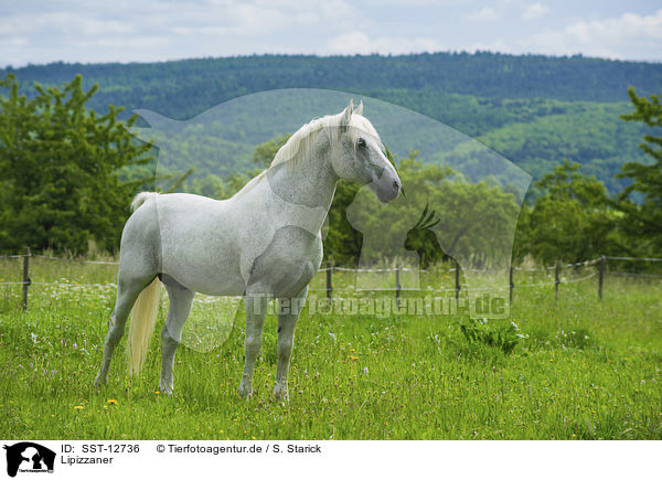 Lipizzaner / Lipizzaner / SST-12736