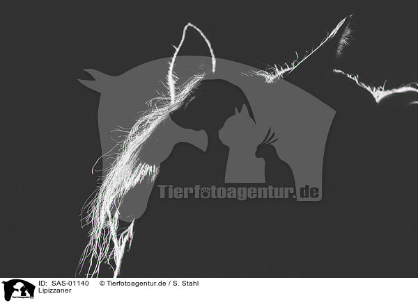 Lipizzaner / Lipizzaner / SAS-01140