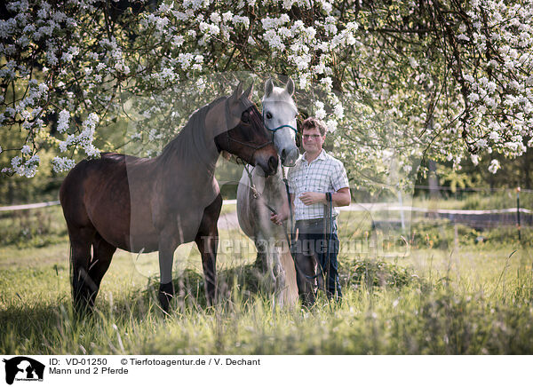 Mann und 2 Pferde / man and 2 horses / VD-01250