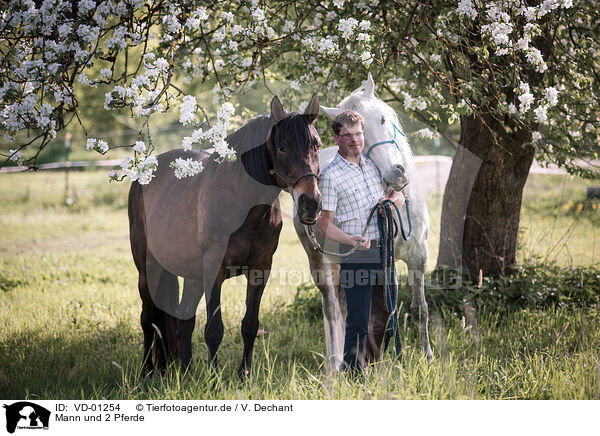 Mann und 2 Pferde / man and 2 horses / VD-01254