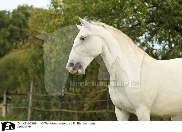 Lipizzaner / KB-10369