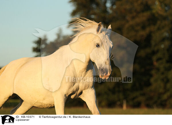 Lipizzaner / KB-10371