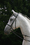 Portrait eines Lipizzaners