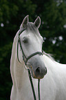 Portrait eines Lipizzaners