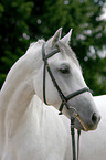 Portrait eines Lipizzaners