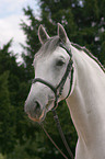 Portrait eines Lipizzaners