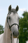 Portrait eines Lipizzaners