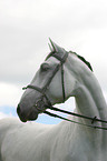 Portrait eines Lipizzaners