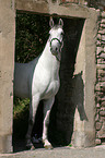 Lipizzaner