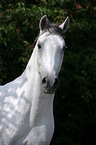 Portrait eines Lipizzaners