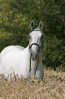 Lipizzaner im Feld