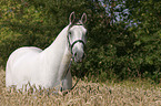 Lipizzaner im Feld