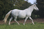 Lipizzaner