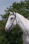 Lipizzaner Portrait