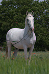 Lipizzaner