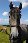 Lipizzaner Portrait