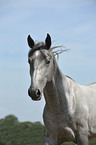 Lipizzaner Portrait