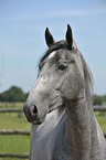 Lipizzaner Portrait