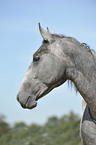 Lipizzaner Portrait