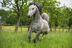 trabender Lipizzaner