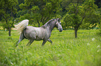 trabender Lipizzaner