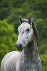 Lipizzaner Portrait