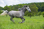 Lipizzaner Portrait