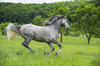 Lipizzaner Portrait