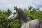 Lipizzaner Portrait