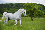 trabender Lipizzaner