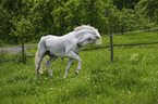 trabender Lipizzaner