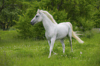 laufender Lipizzaner