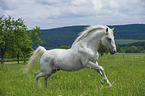 galoppierender Lipizzaner